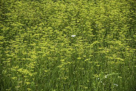 Yellow field flowers at Camrock County Park thumbnail