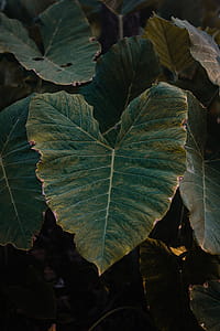 Green Leafed Plant thumbnail