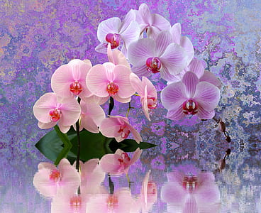 close-up photography of pink moth orchids thumbnail