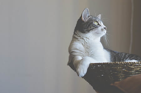 white and black cat on round wicker pot thumbnail