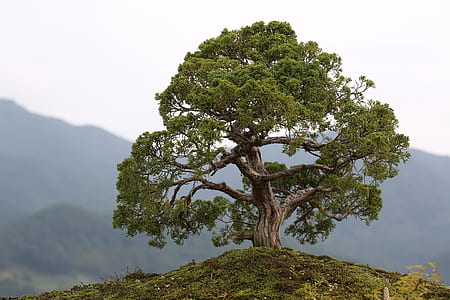 green tree photography during daytime thumbnail