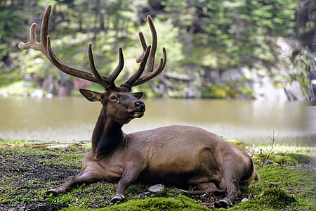 brown deer lying on grass field thumbnail