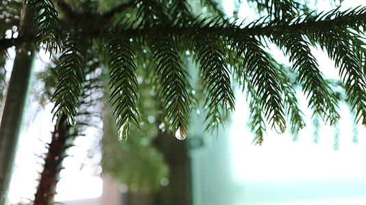 close-up of green palm tree thumbnail