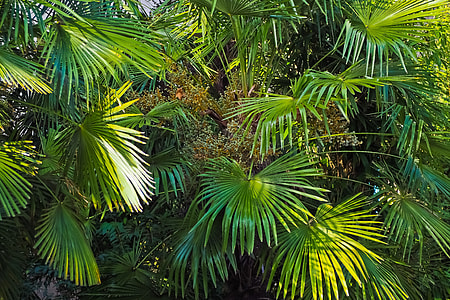 closeup photo of green palm plants thumbnail
