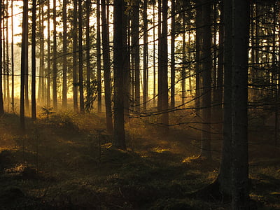 silhouette of a trees during sunrise thumbnail