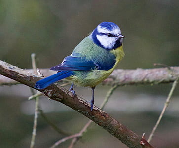 blue and yellow bird perching on tree thumbnail