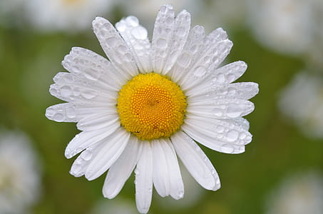 white daisy flower with water dew thumbnail