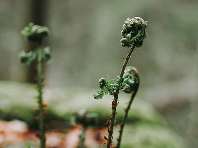 selective focus photo of fern leaf ends thumbnail