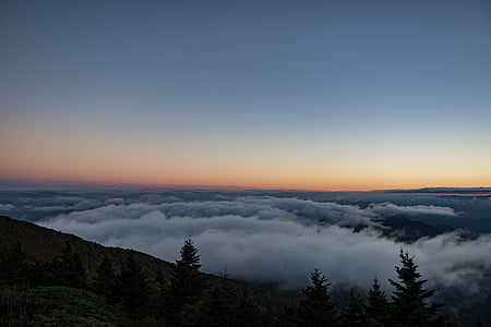 green leafed trees across fog thumbnail
