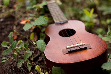 closeup photo of brown ukulele on grass thumbnail