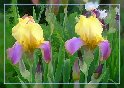 closeup photo of two yellow flowers thumbnail