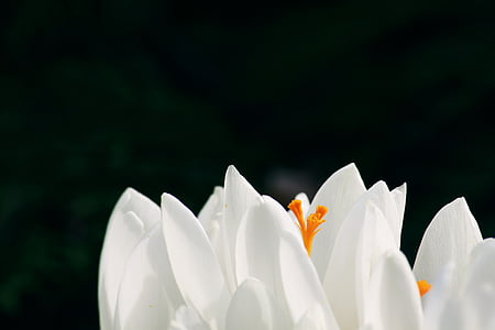 white petaled flowers thumbnail