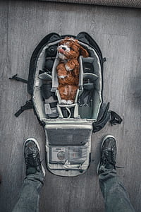 man taking a photo of brown and white dog in camera bag thumbnail