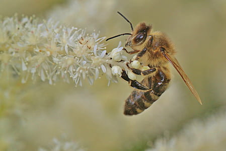 macro photography yellow and black honey bee on white petal flower thumbnail