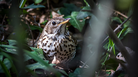white and brown bird perching on green leaf thumbnail
