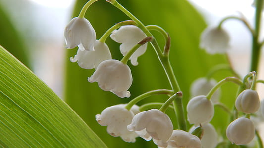 white petaled flower thumbnail