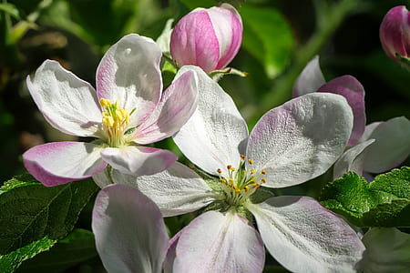 white and pink petaled flower thumbnail