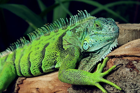 green Komodo dragon on wooden branch thumbnail