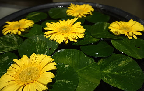 nature, water, flowers, yellow thumbnail