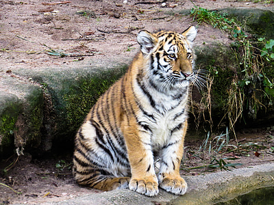 tiger sitting during daytime thumbnail