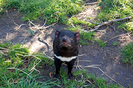 tasmanian devil on grass field thumbnail