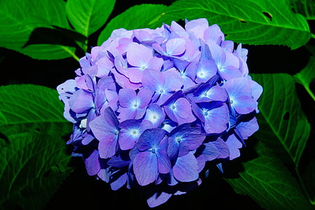 purple flowers thumbnail