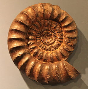 brown nautilus shell thumbnail