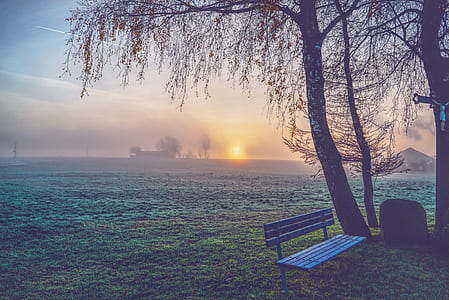 blue bench near trees on field thumbnail