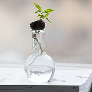 clear glass vase thumbnail