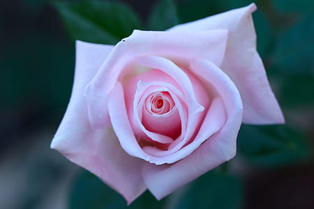 pink rose flower close-up photography thumbnail