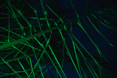 Illuminated palm trees thumbnail