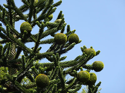 Monkey Puzzle Tree, Chilean Pine thumbnail