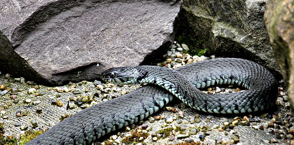 black snake beside the rock thumbnail