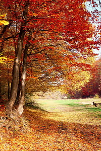 photography of orange leafed trees at daytime thumbnail