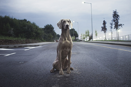 adult gray weimaraner on wide road during daytime thumbnail