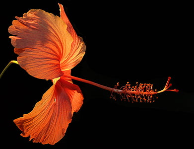 orange Hibiscus flower thumbnail