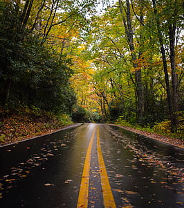 photo of road between forest thumbnail