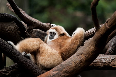 monkey lying on brown tree braanch thumbnail