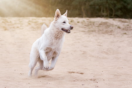 adult white Siberian husky runs near tall trees at daytime thumbnail