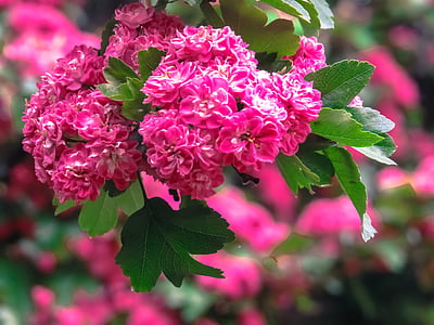 pink petaled flowers selective focus photography thumbnail
