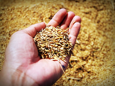 close-up photo of rice grain in left person palm thumbnail