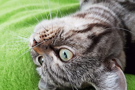 Cat Eyes thumbnail