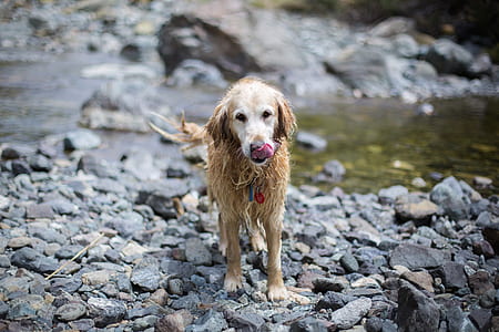 adult golden retriever on the stone near the river photography thumbnail
