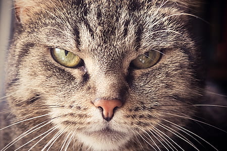 Selective Focus Photography of Brown Tabby Cat thumbnail