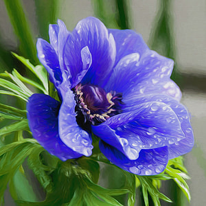 macro photography of purple petaled flower with water drops thumbnail