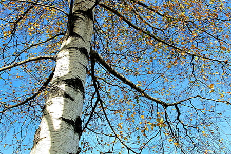 high angle photo of green leaf tree thumbnail