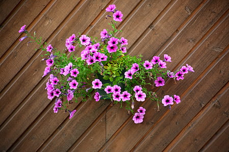 pink petaled flowers on wall thumbnail