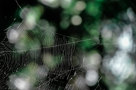 pattern, macro, cobweb, spider's web thumbnail