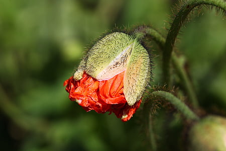 orange poppy bud selective-focus photography thumbnail
