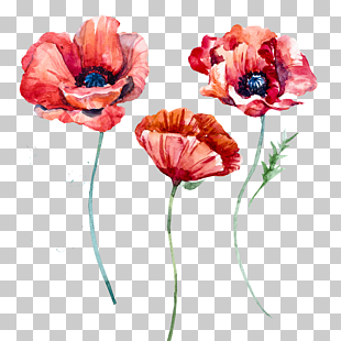 Poppy Flowers, Watercolor poppies, orange and red flowers PNG clipart